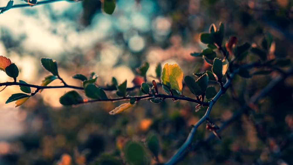 yellow and green leaves in tilt shift lens