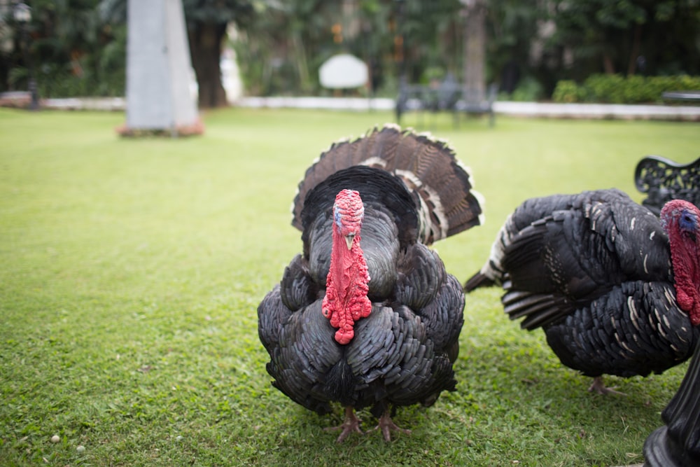 black turkey on green grass field during daytime