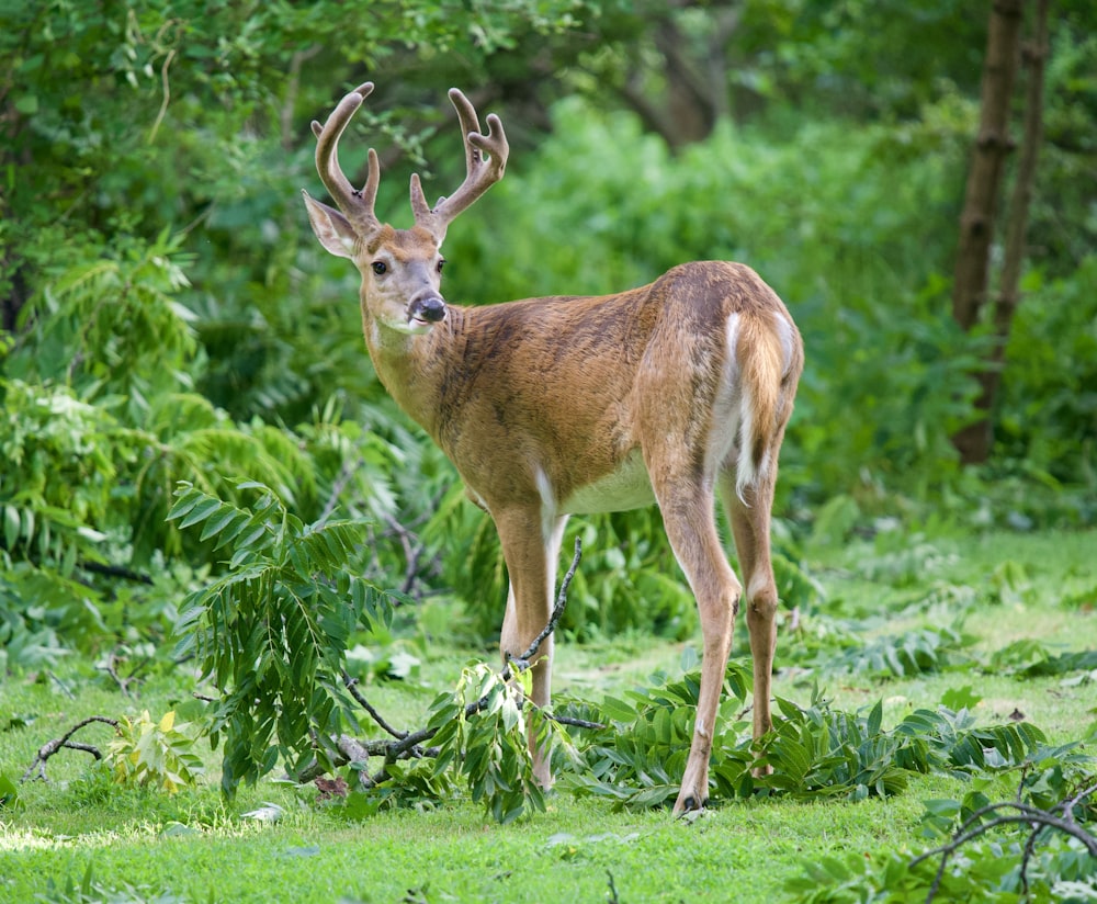 brown deer on green grass during daytime