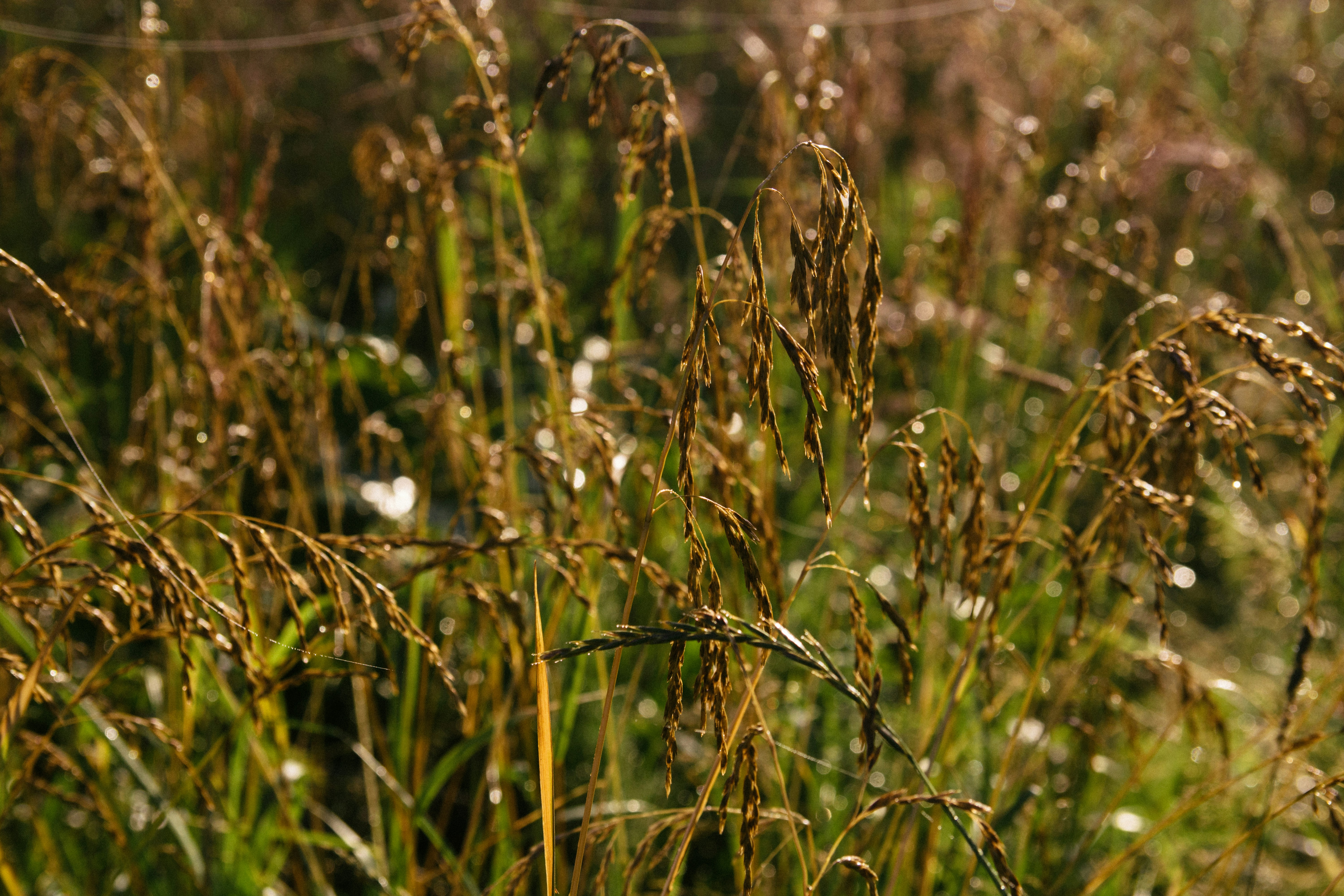 Photo by d_lipenchuk