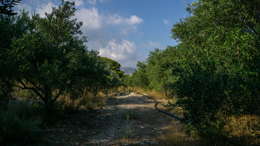 green trees beside river under blue sky during daytime