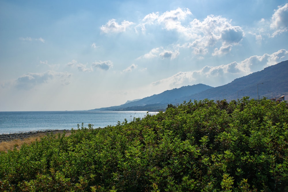 green trees near body of water under white clouds during daytime