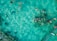 Individuals are snorkeling in clear turquoise water, with a few wearing bright swimming gear. There is a visible circular buoy floating, and dark patches of coral or underwater rocks are noticeable beneath the surface.