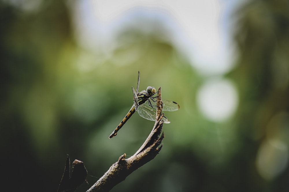brown and black dragonfly perched on brown stem in tilt shift lens