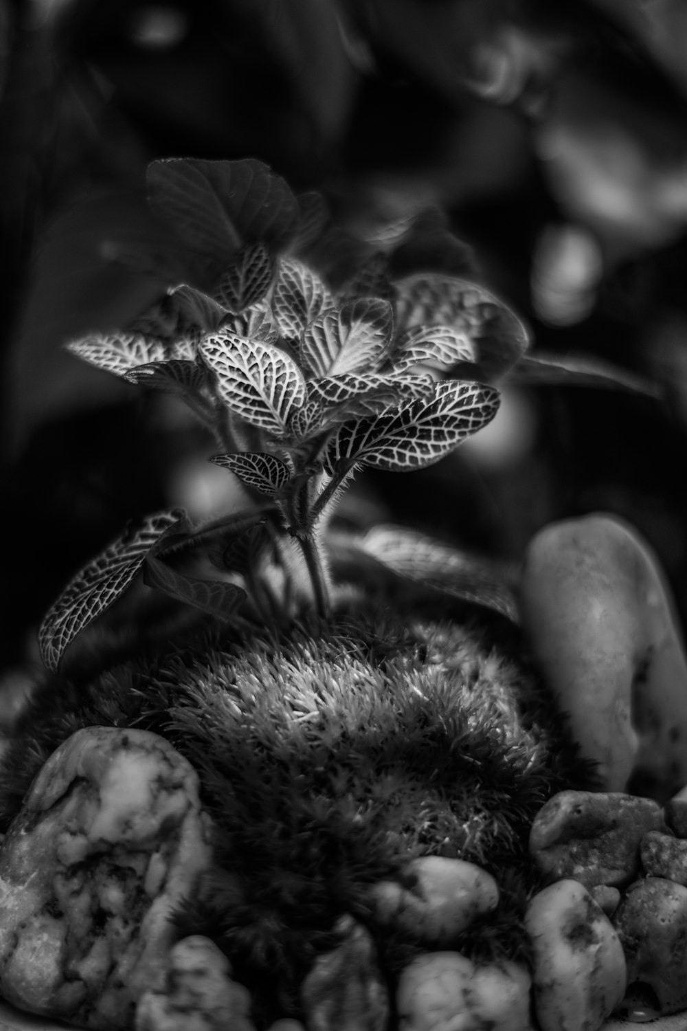 foto in scala di grigi del bocciolo del fiore