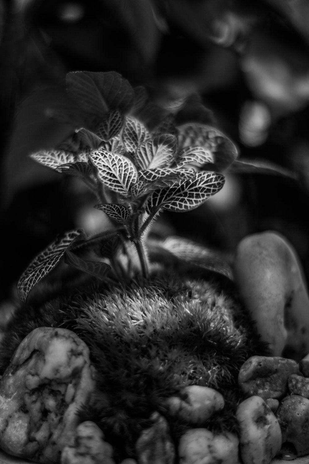 grayscale photo of flower bud