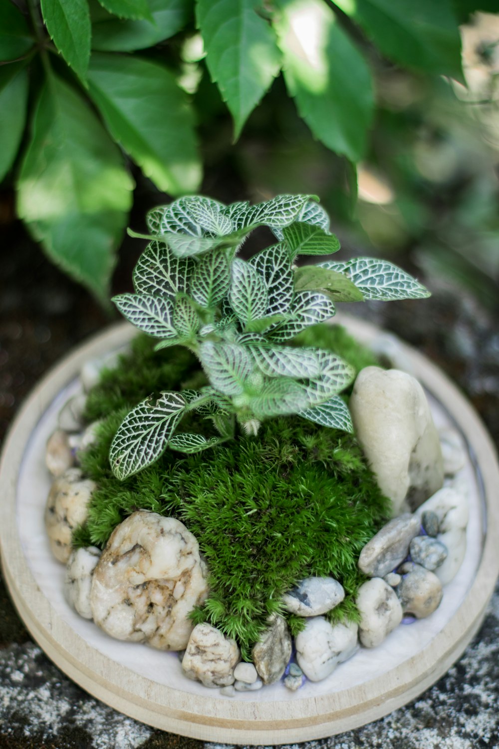 白い丸い鍋に緑の植物
