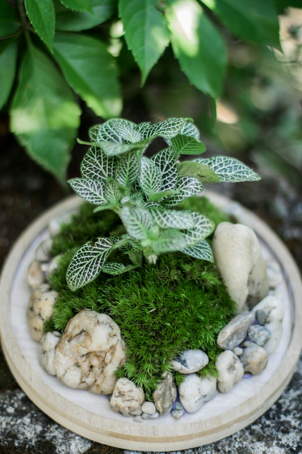 planta verde no vaso redondo branco