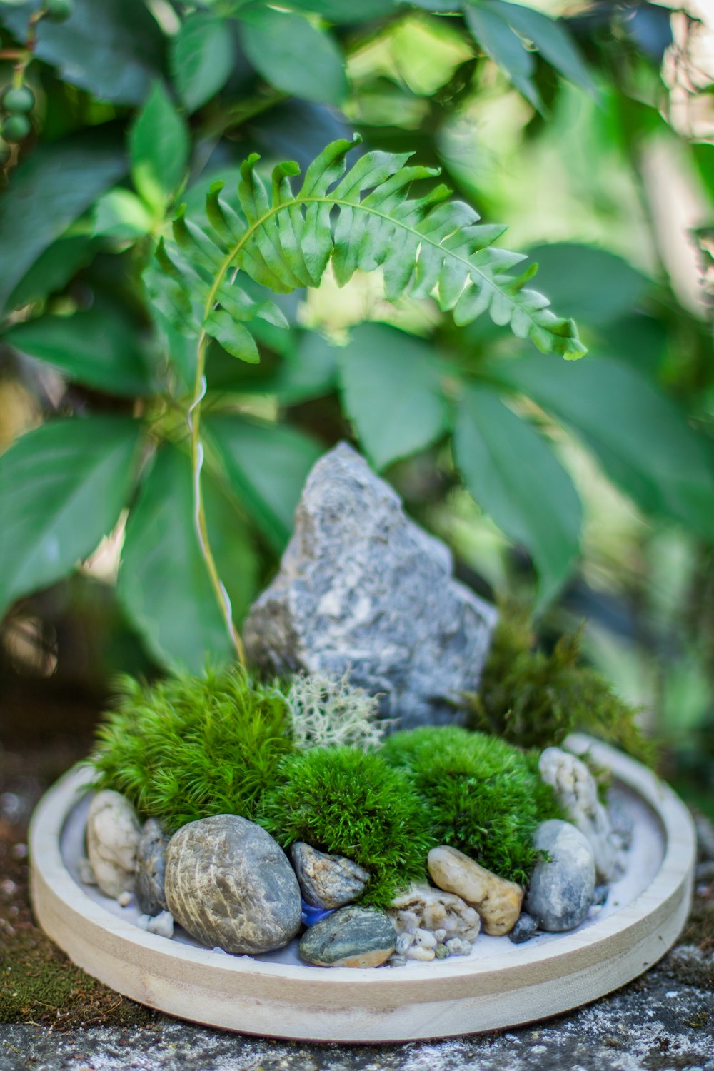 green plant on gray rock