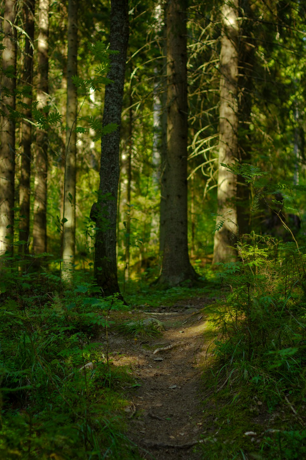 green grass and brown trees