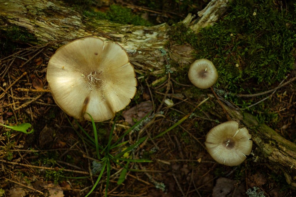 white mushroom on green moss