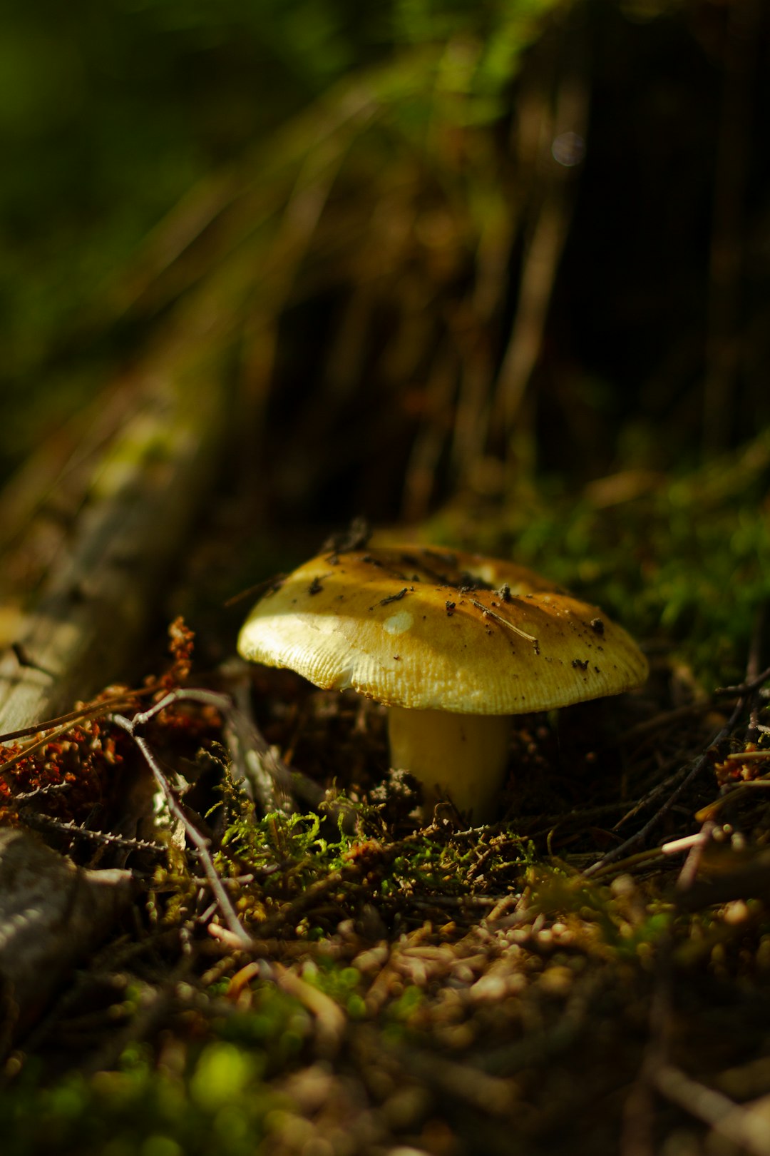 brown mushroom on brown dried leaves