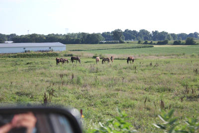 Wide shot of the farm with horses grazing and children nearby under a blue sky