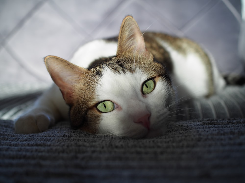 white and brown cat lying on gray textile