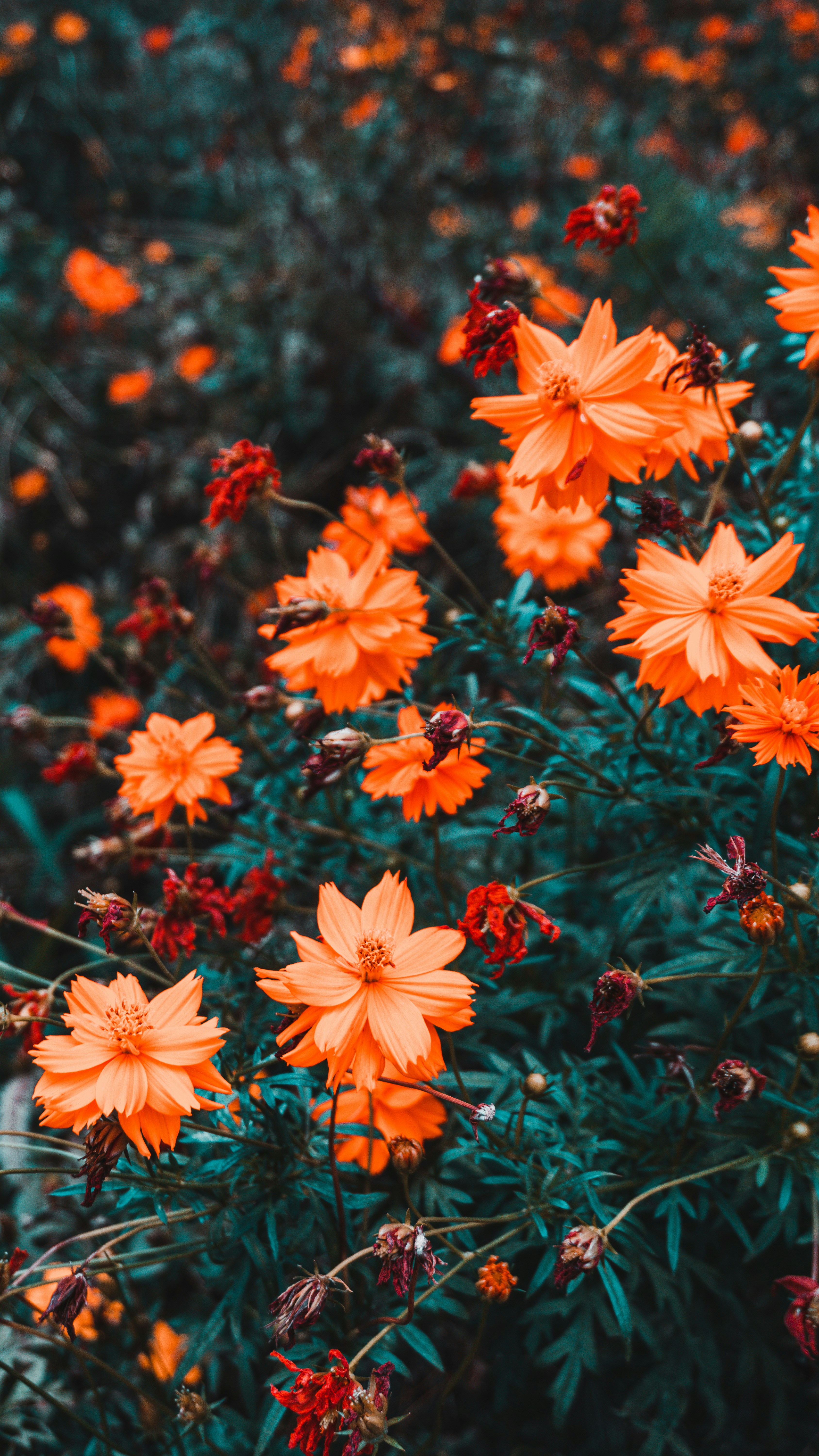Photo by nightwww