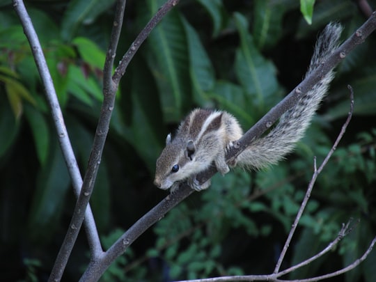 white and black squirrel on black metal fence during daytime in Valsad India