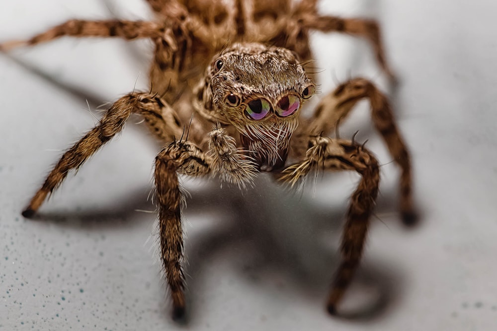 a close up of a spider on a white surface