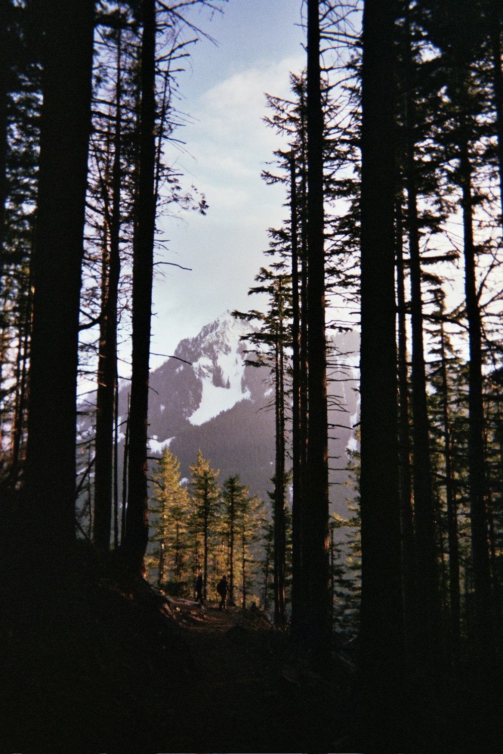 green trees near snow covered mountain during daytime