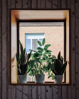 An indoor plant arrangement set on a wooden windowsill.
