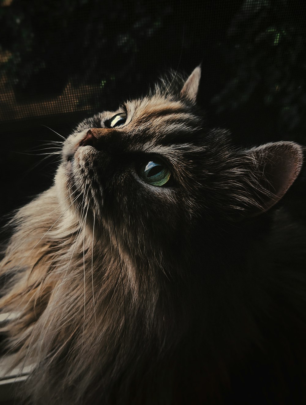 black and brown long fur cat