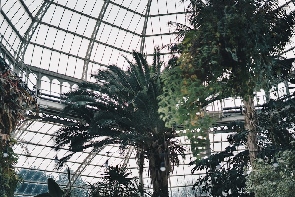 green leaf plant inside greenhouse