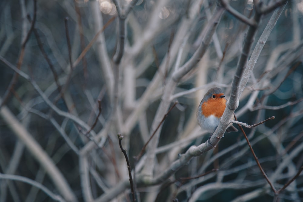 orange and gray bird on tree branch