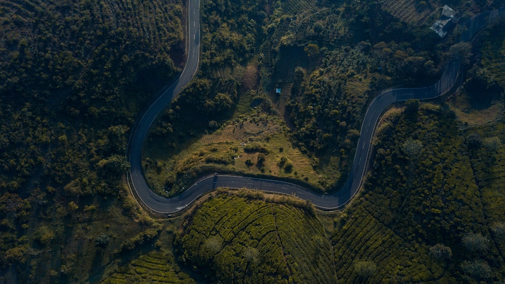 aerial view of green trees and road