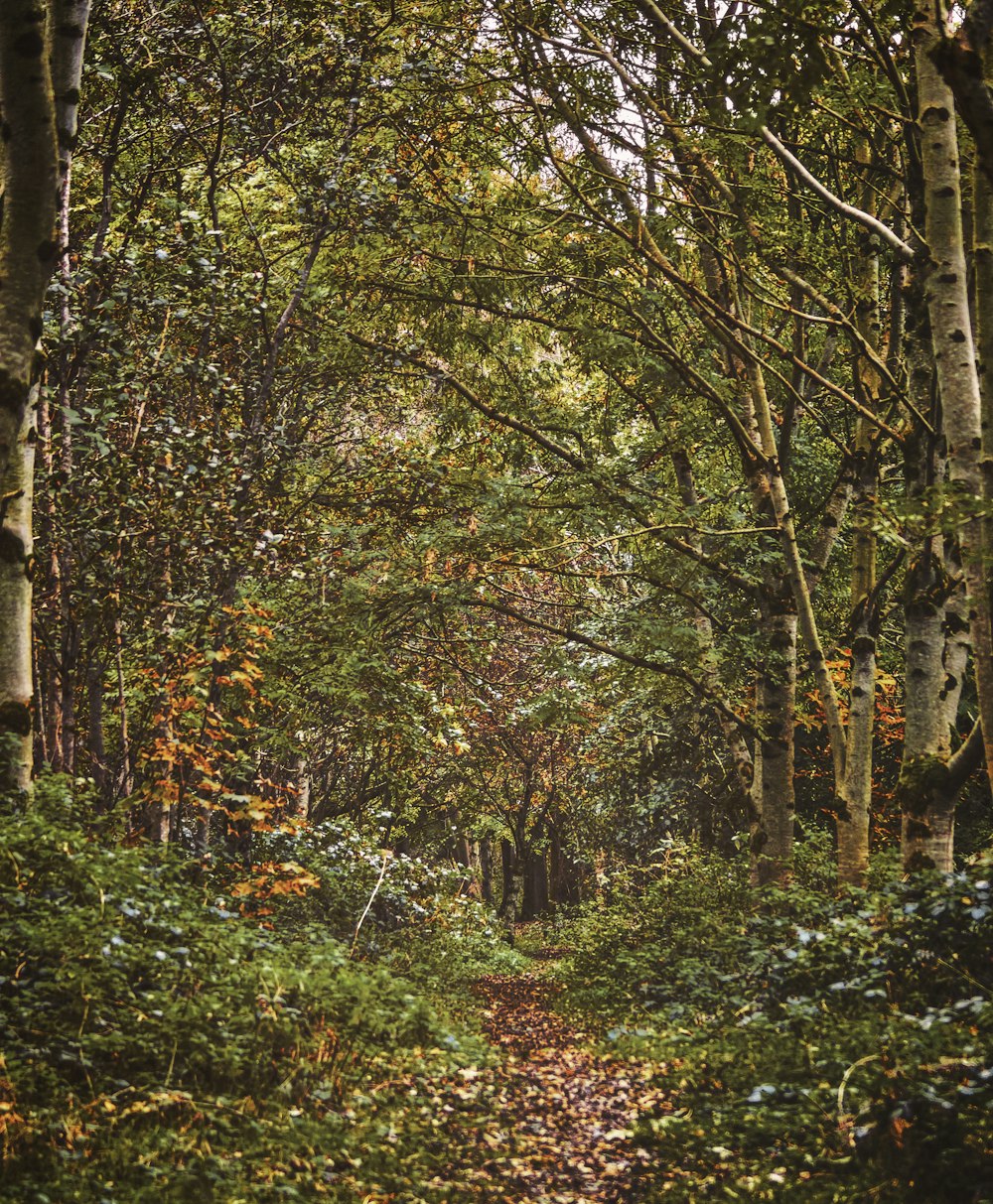 green and brown trees during daytime