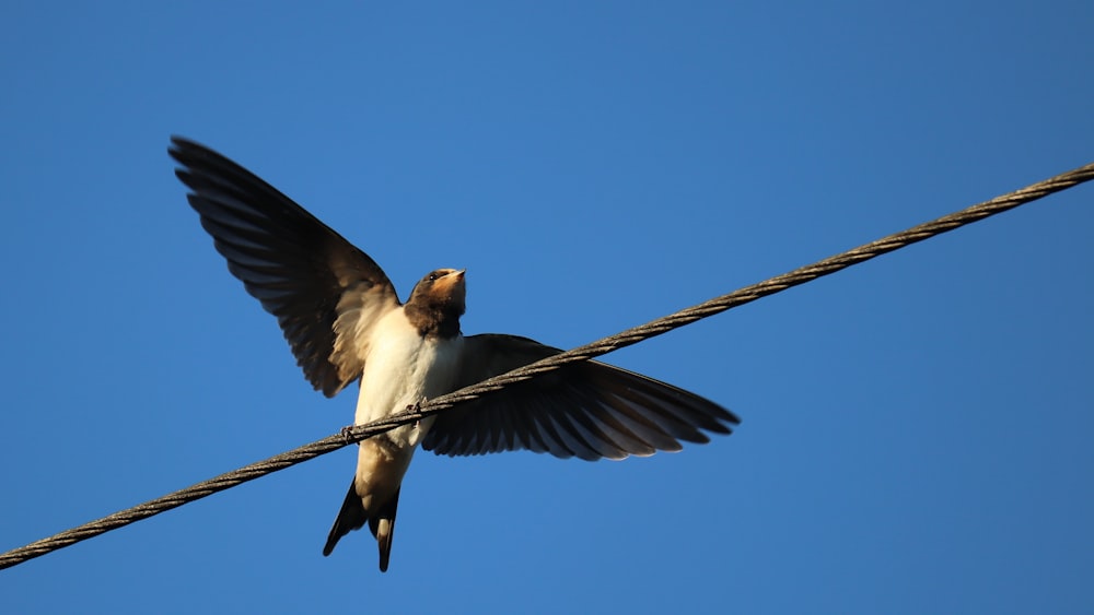 brown and white bird flying during daytime