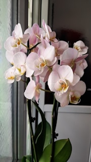 Pale pink and white orchids with yellow centers are blooming vibrantly on tall green stems. The plant is positioned indoors by a window, allowing natural light to enhance its delicate colors and intricate petal structure.