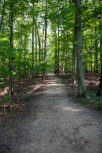 A peaceful forest path lined with tall trees in shades of green and brown, inviting reflection.