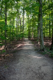 A peaceful forest path surrounded by tall trees.