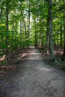 A peaceful forest path surrounded by tall trees.