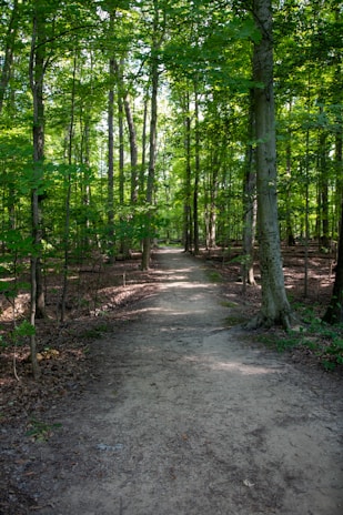 A peaceful forest path surrounded by tall trees and greenery.