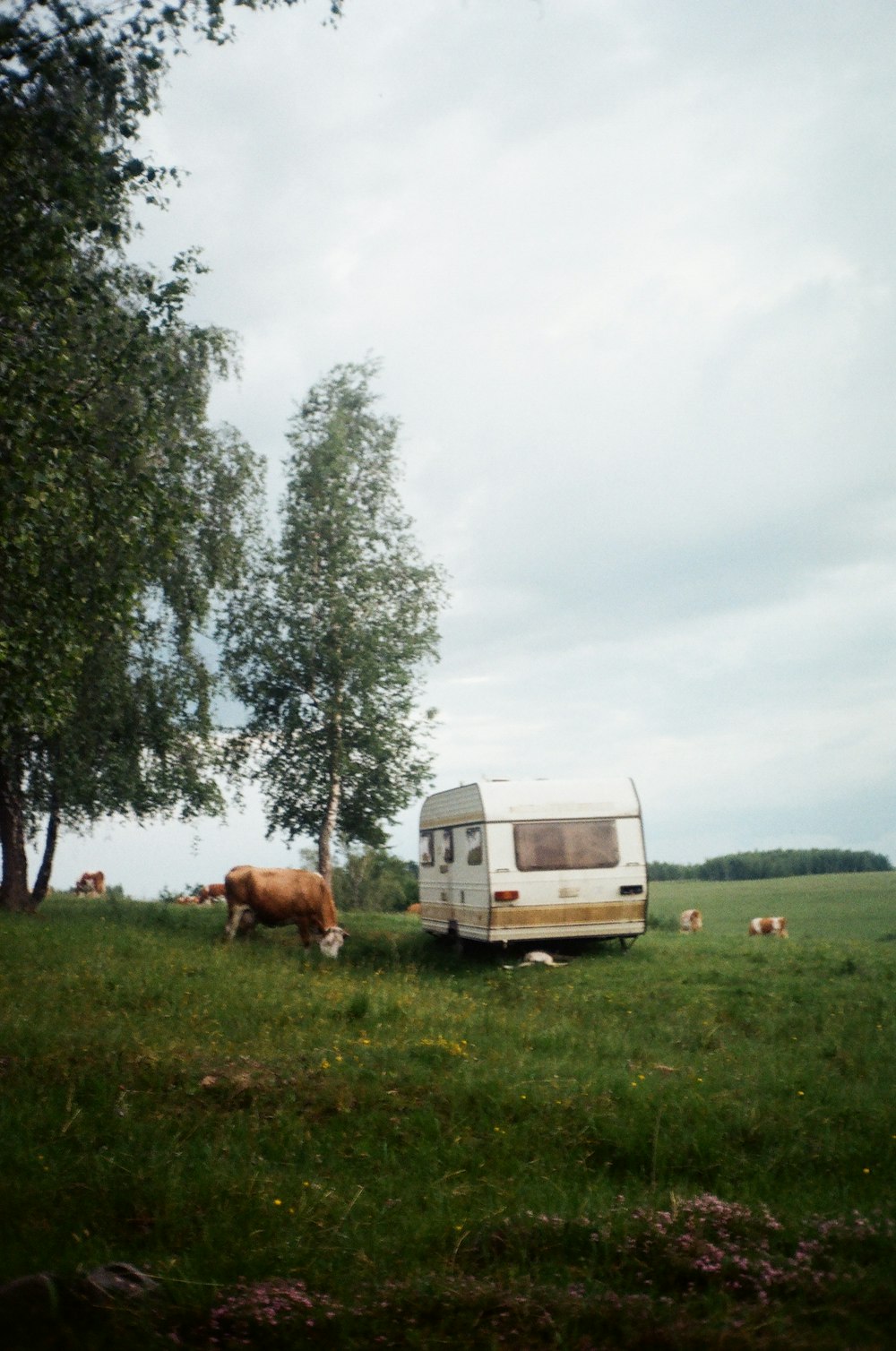낮 동안 푸른 잔디밭에 있는 흰색과 갈색 소