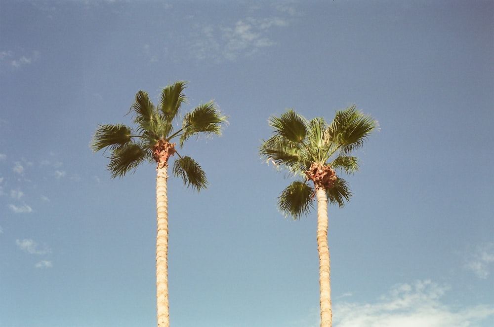 green palm tree under blue sky during daytime