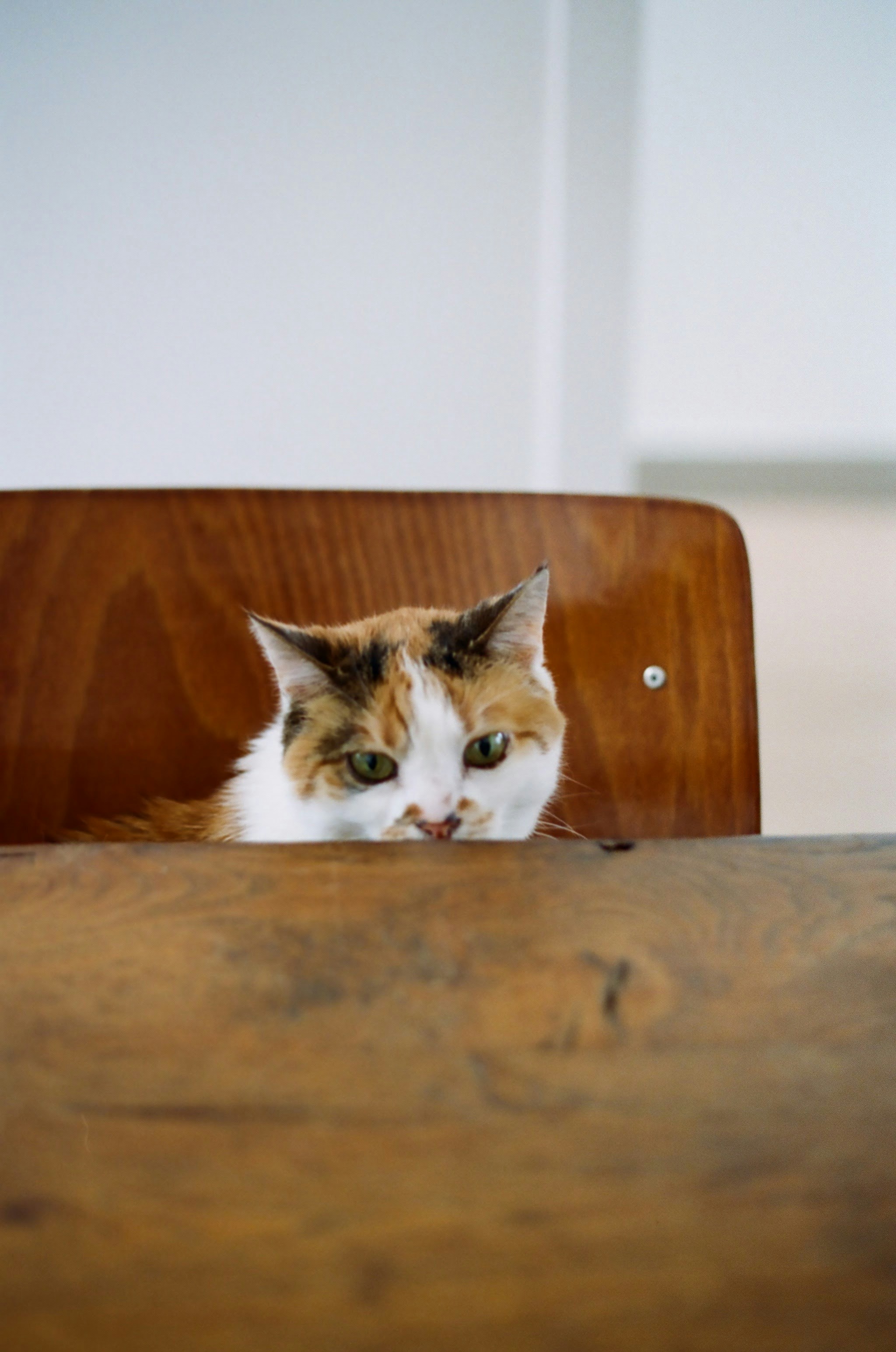 White and brown cat on brown wooden table photo Free Cat Image on