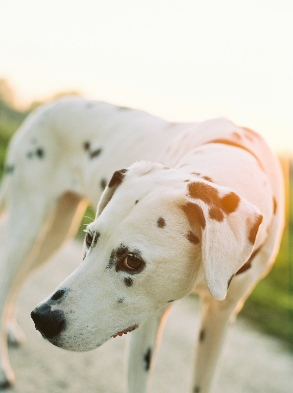 white and brown dalmatian dog