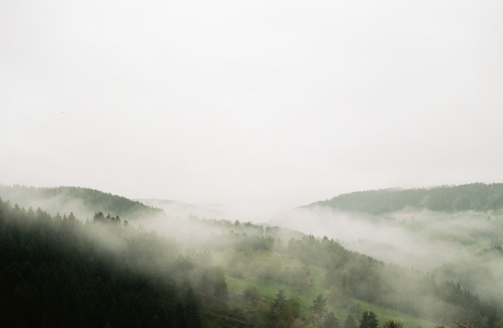 green trees on foggy weather