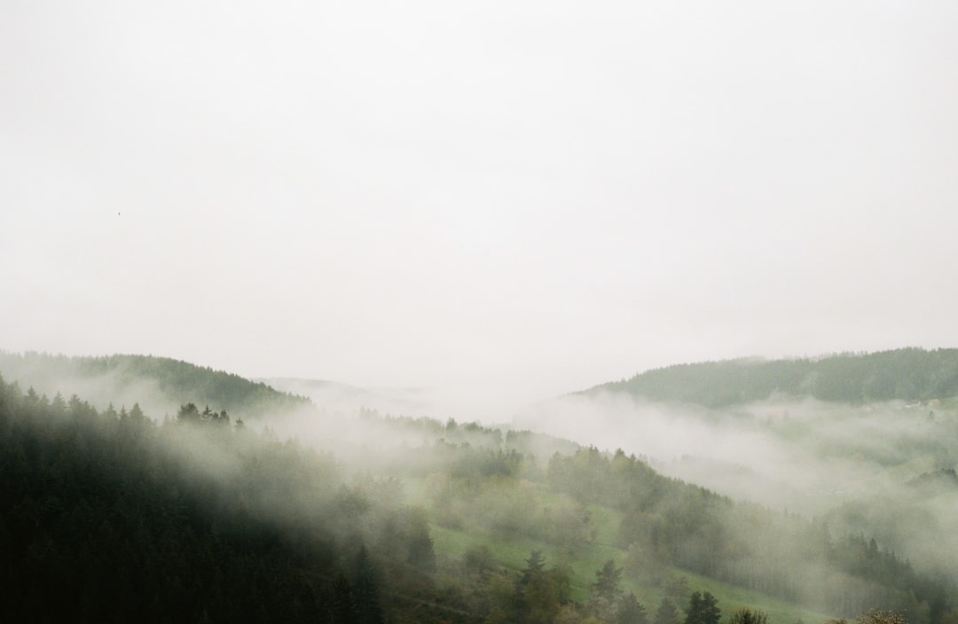 green trees on foggy weather,