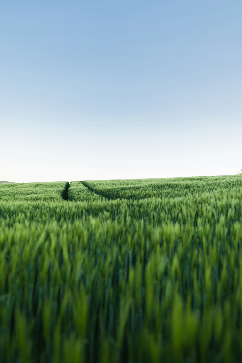 Champ d’herbe verte sous le ciel bleu pendant la journée