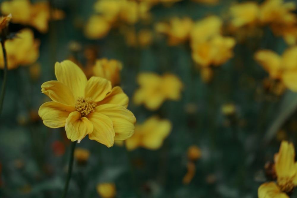 yellow flower in tilt shift lens