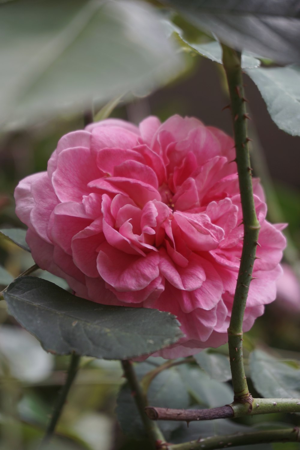 rose rose en fleurs pendant la journée