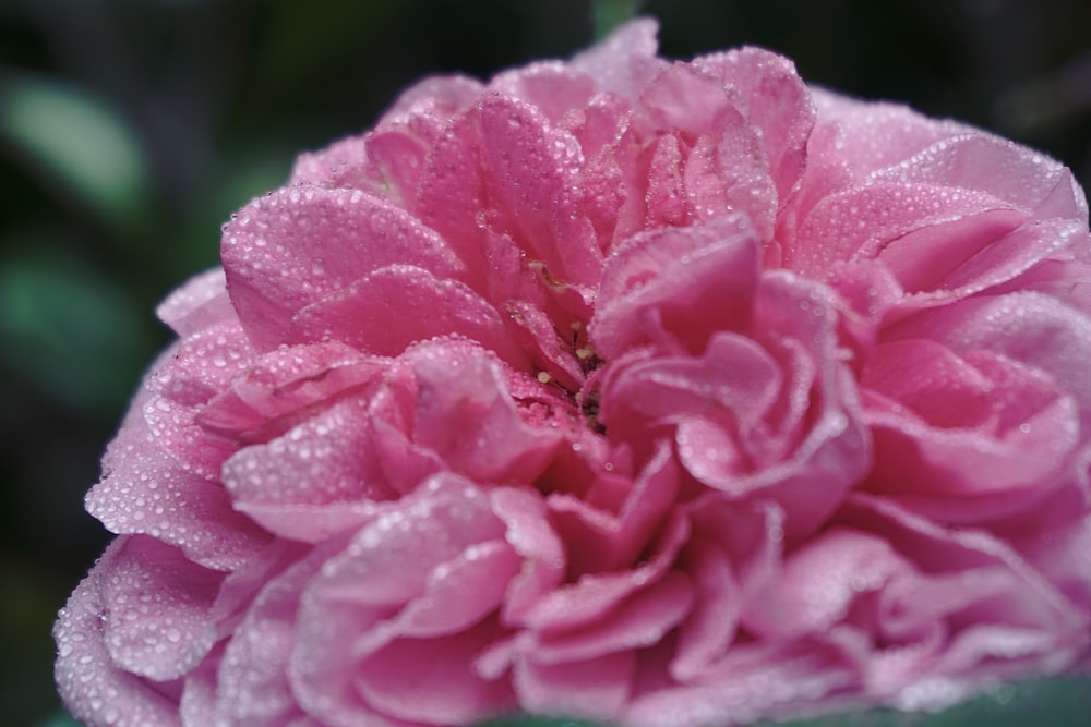 rose rose en fleurs pendant la journée