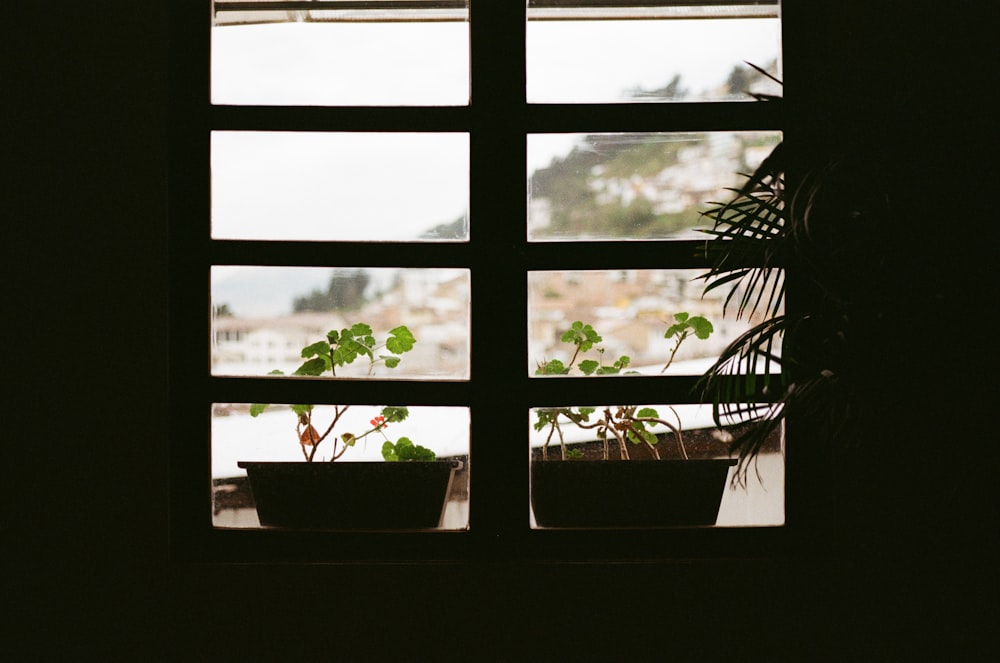 plante verte en pot sur la fenêtre