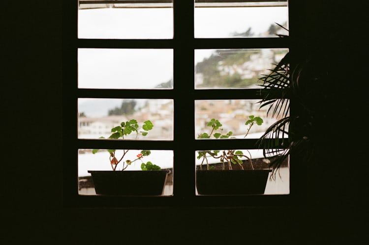 brown and black floral curtains near green leafed trees photo – Free ...