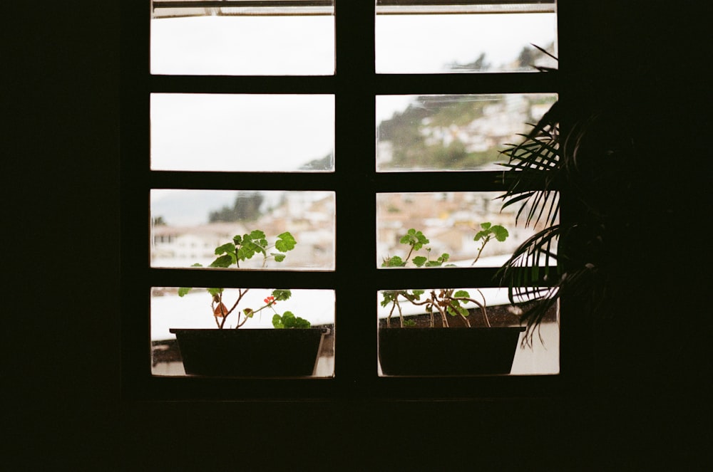 green potted plant on window