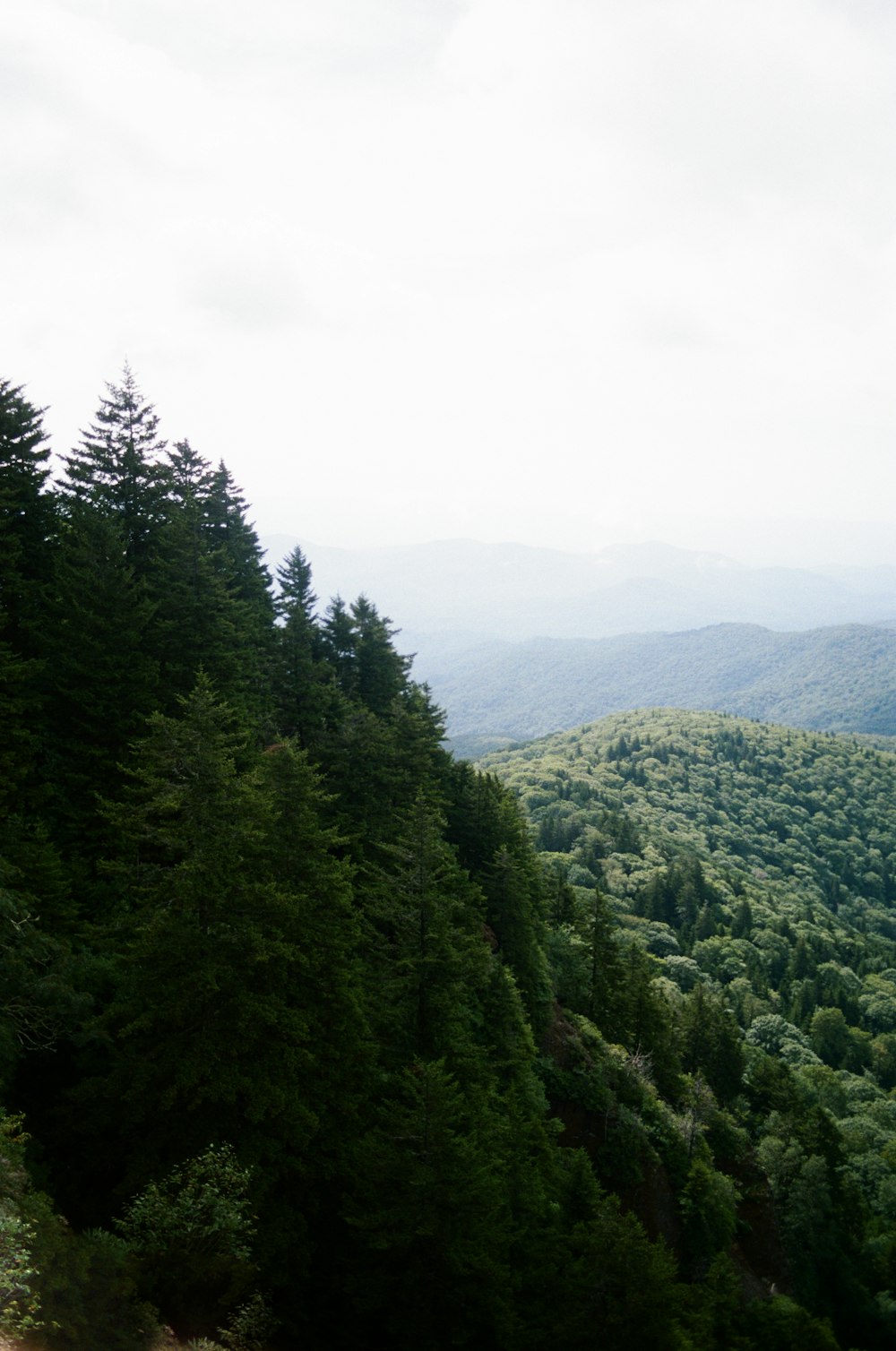 árboles verdes en la montaña bajo el cielo blanco durante el día