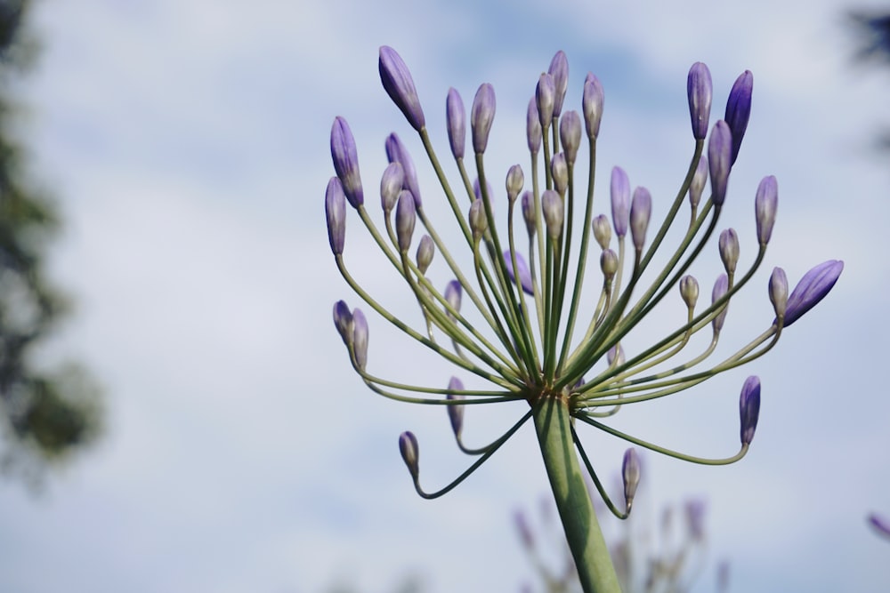 purple and white flower buds