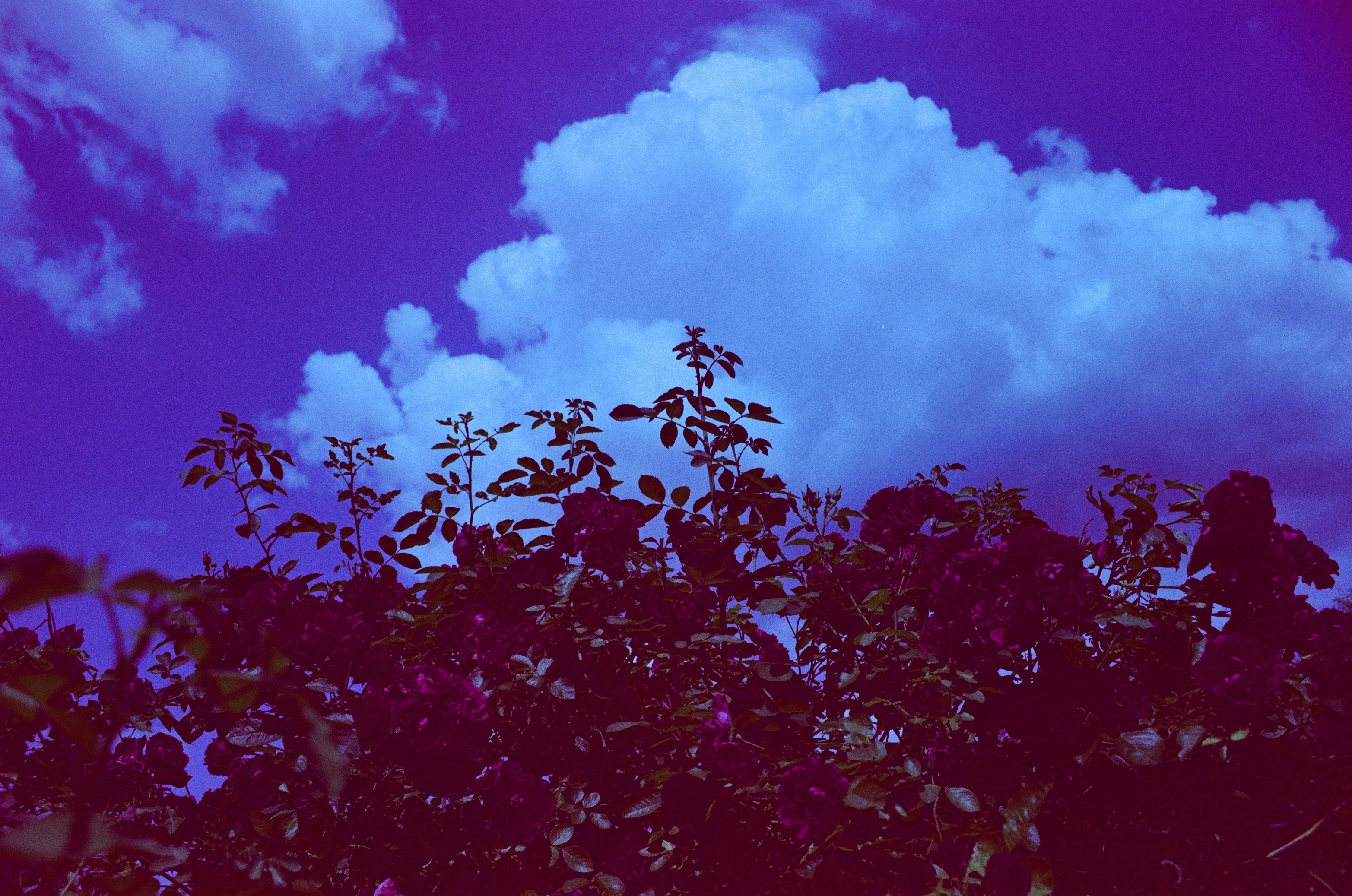 Photo by olenkasergienko